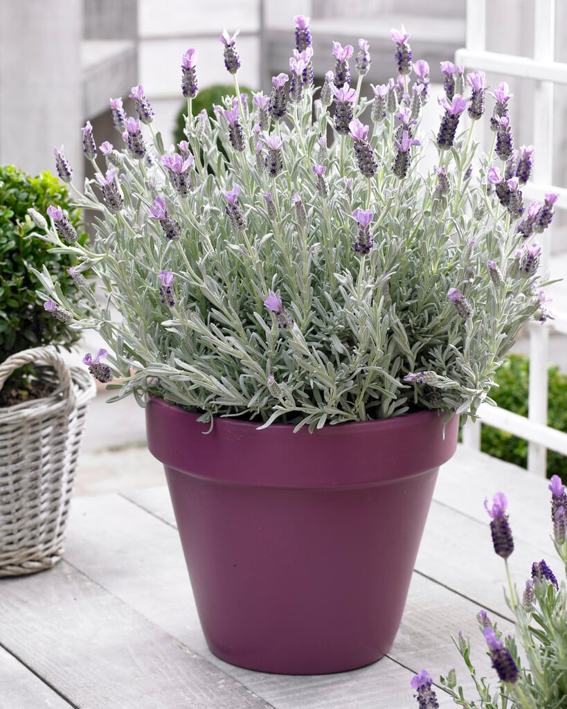 Lavandula stoechas &Silver Anouk&PBR (Anouk Series) | French lavender ...