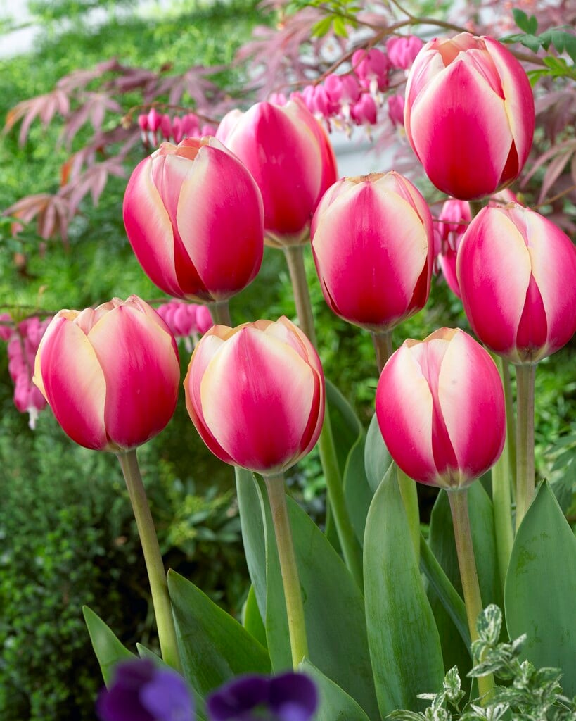 tulip 'Russian Princess'