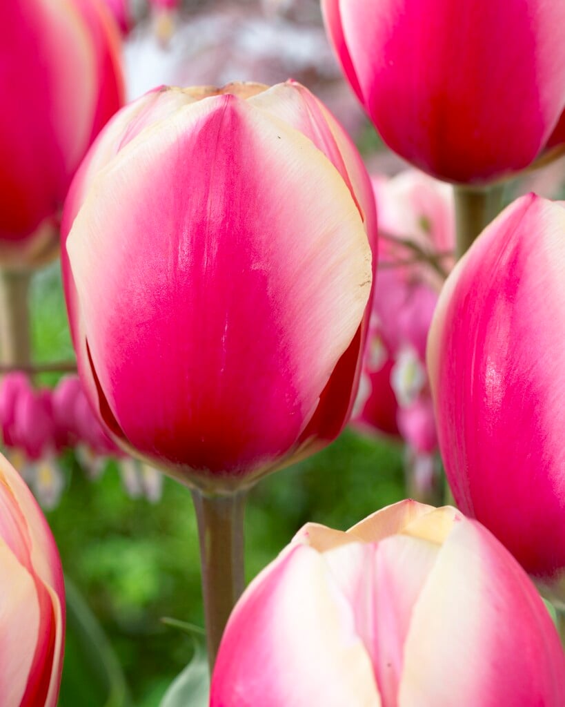 tulip 'Russian Princess'