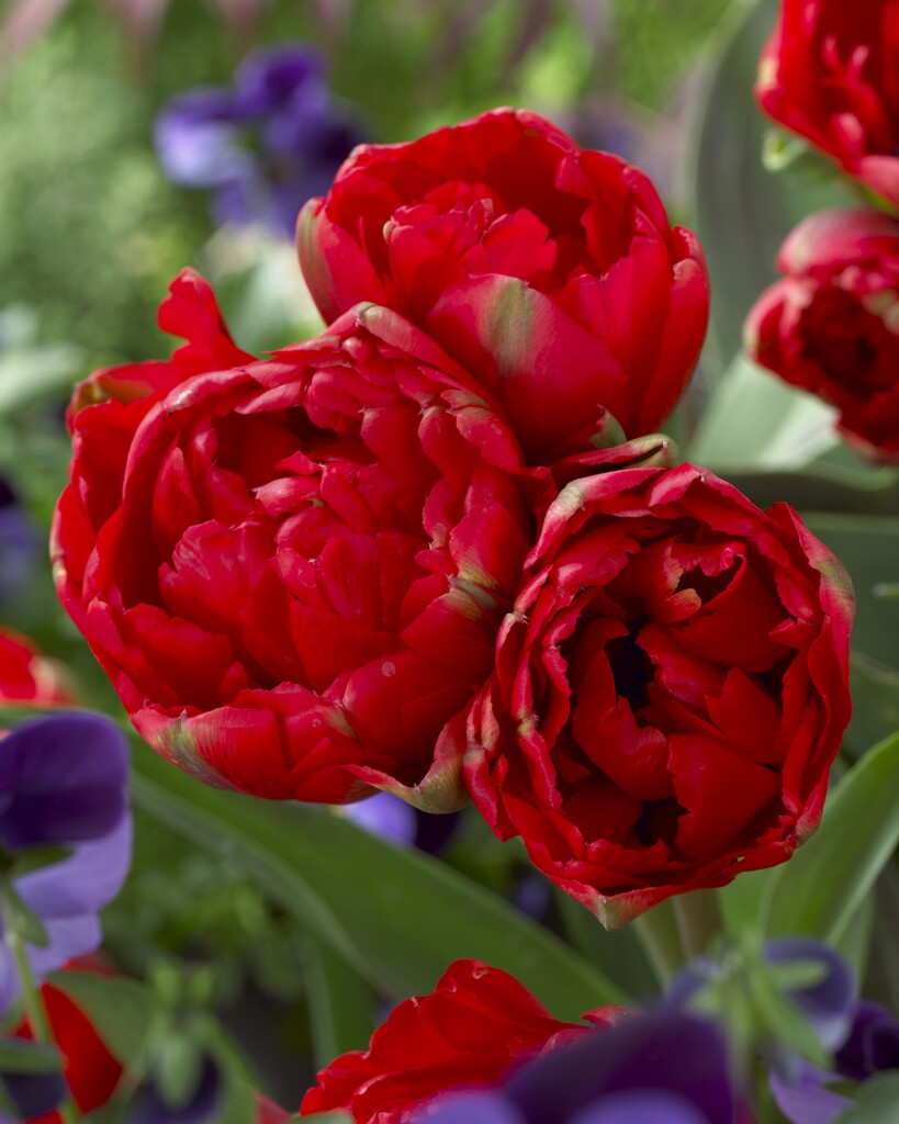 tulip 'Redwood'