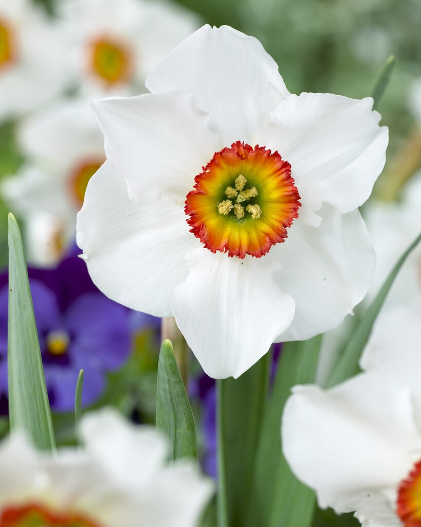 daffodil 'Felindre'