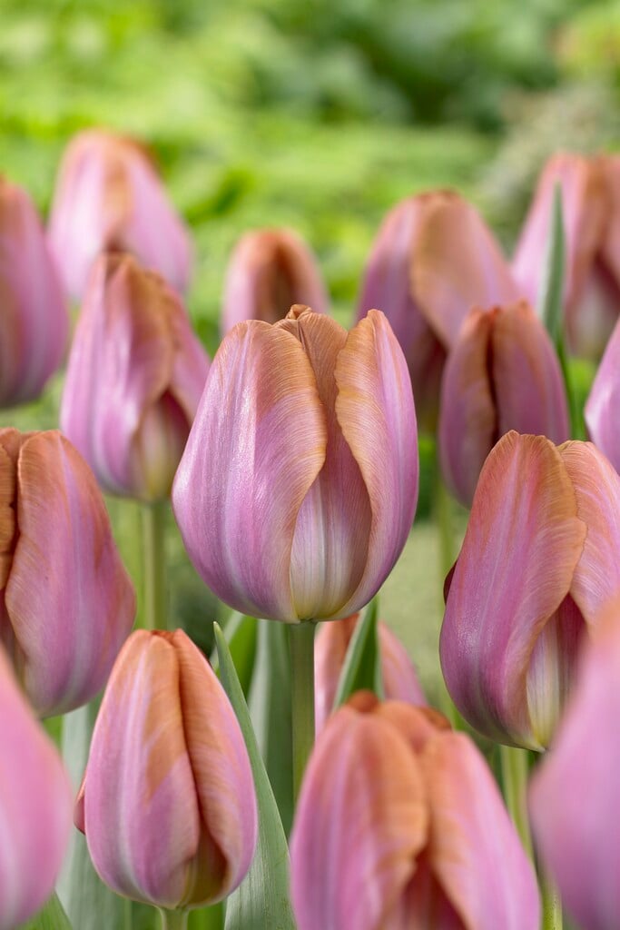 tulip 'Bruine Wimpel'