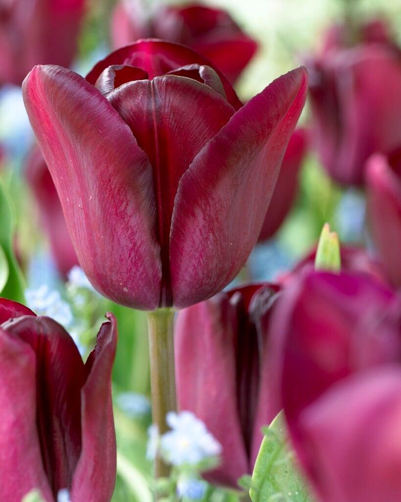 tulip 'Continental'