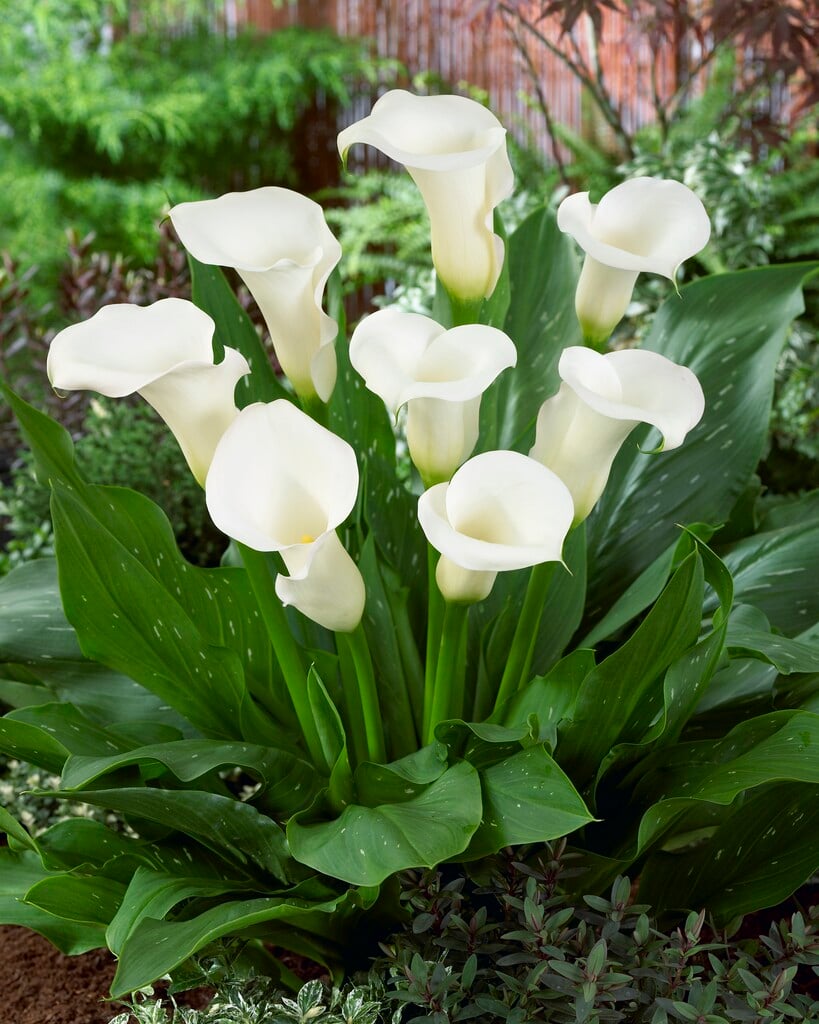 arum lily 'Sapporo'