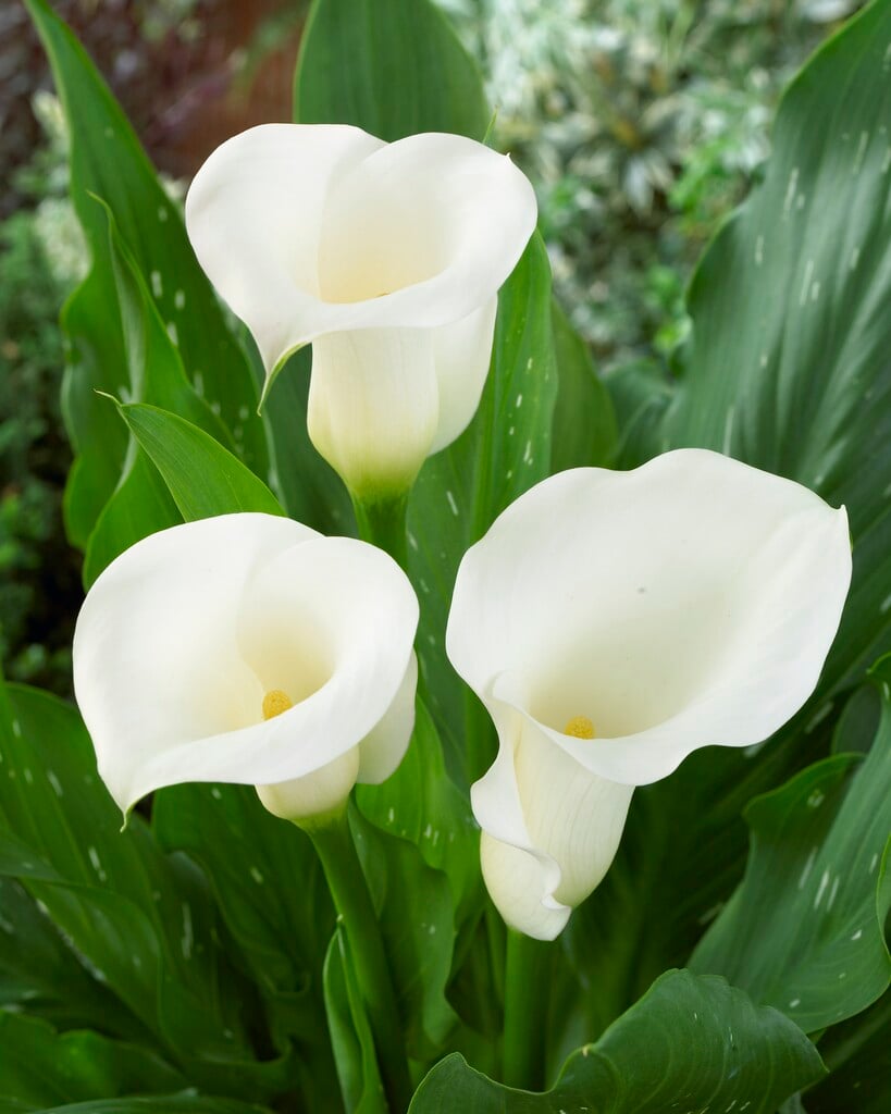 Zantedeschia &Sapporo&PBR | Herbaceous Perennial/RHS Gardening