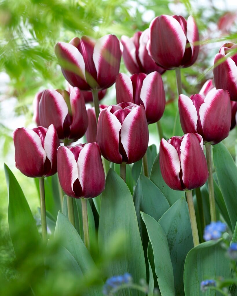 tulip 'Fontainebleau'