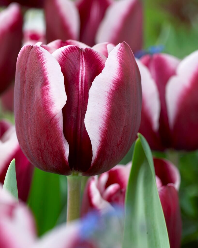 tulip 'Fontainebleau'