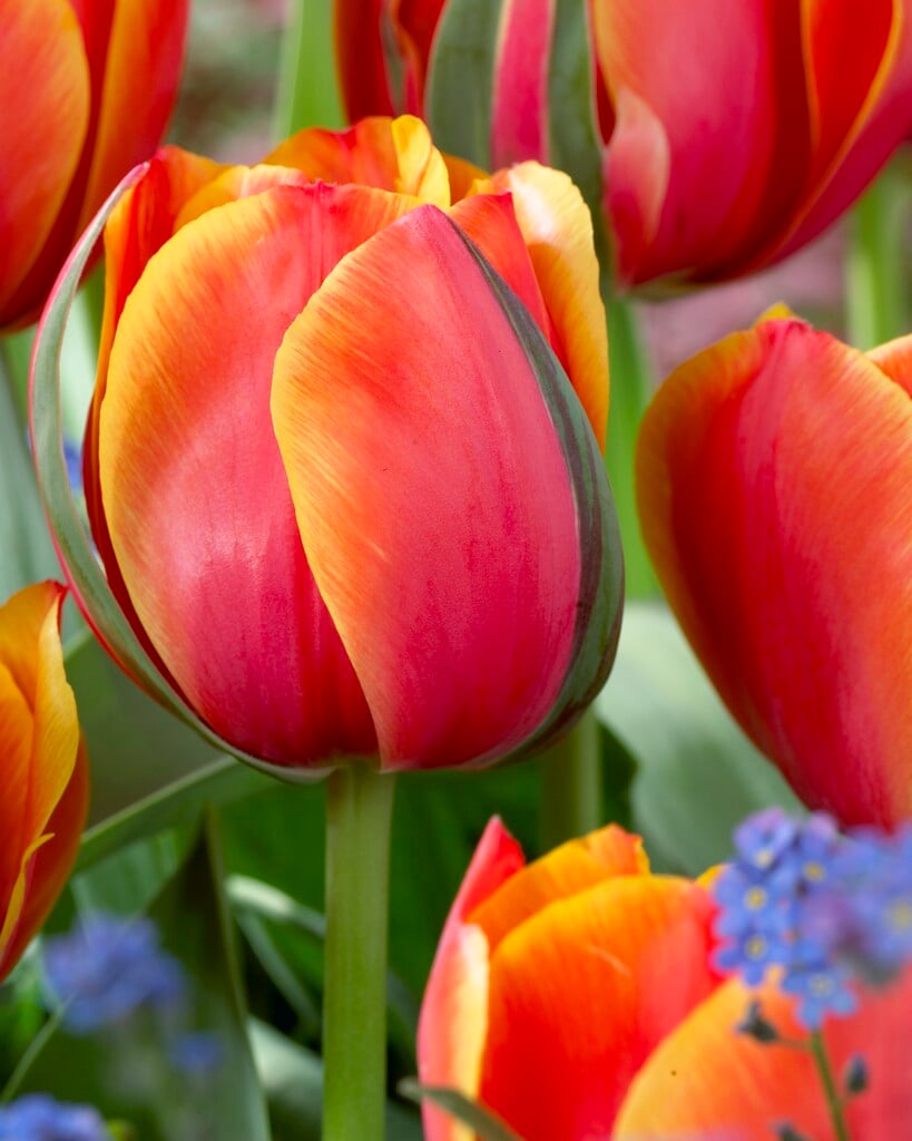 tulip 'Queensday'