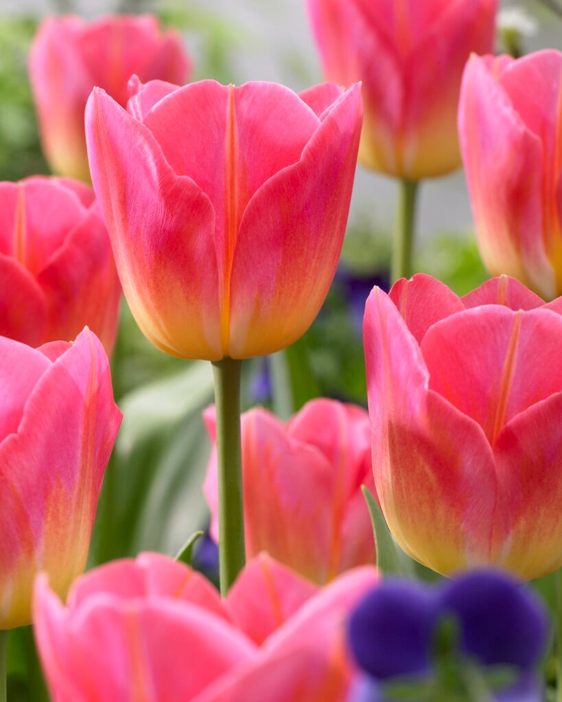 tulip 'Tom Pouce'