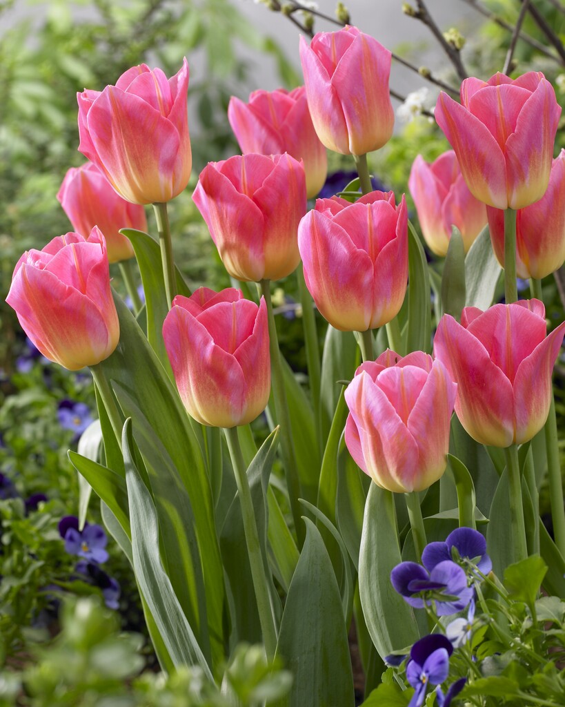 tulip 'Tom Pouce'