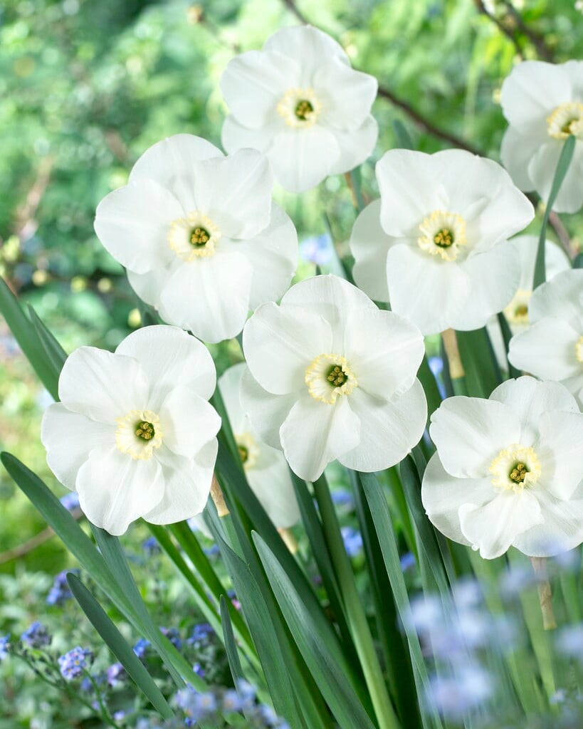 daffodil 'Sea Princess'