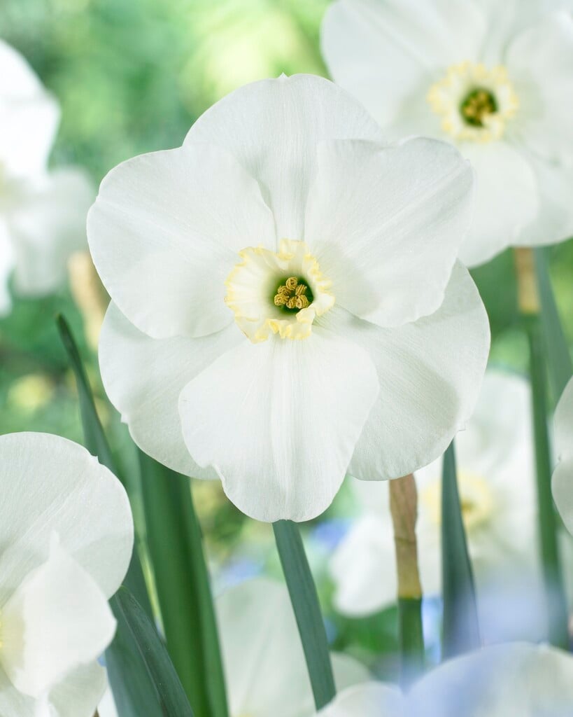 daffodil 'Sea Princess'