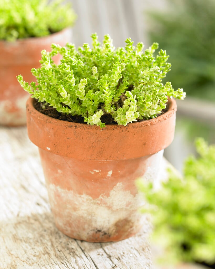 <em>Sedum</em> <em>acre</em> 'Elegans'