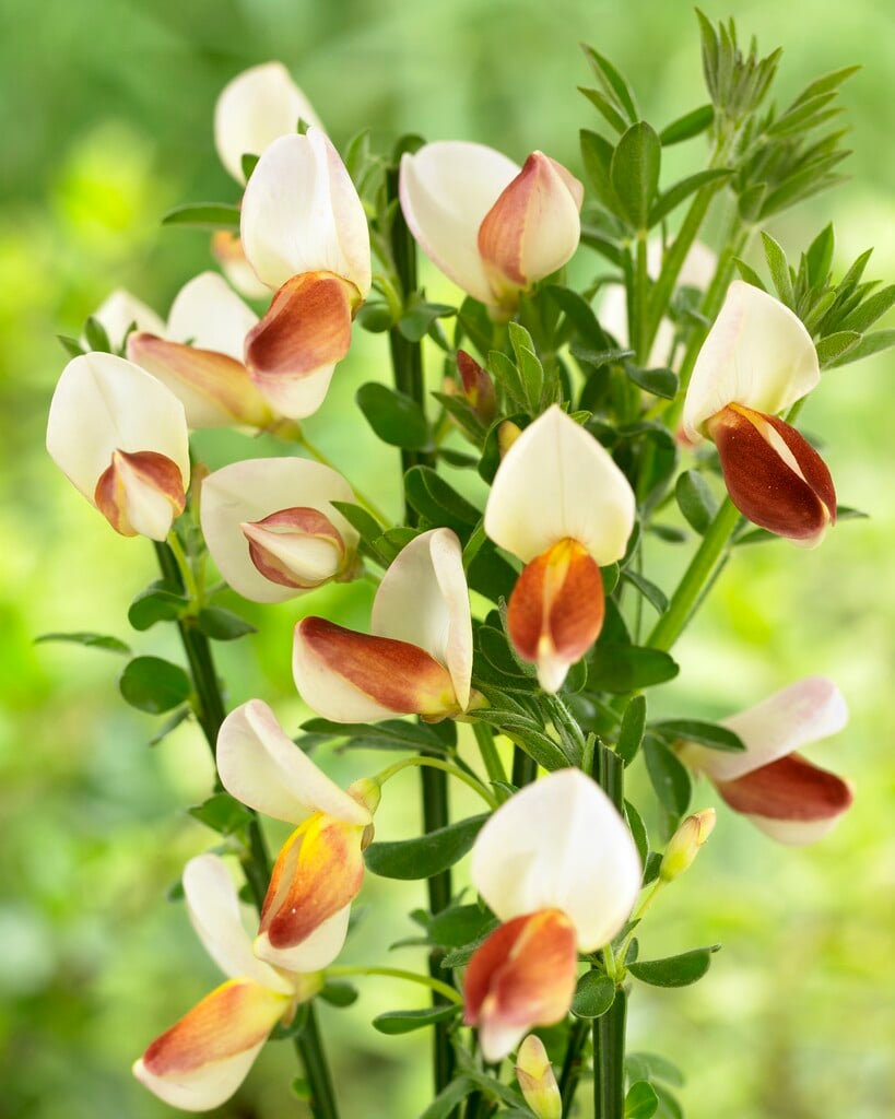 <i>Cytisus</i> 'Queen Mary'