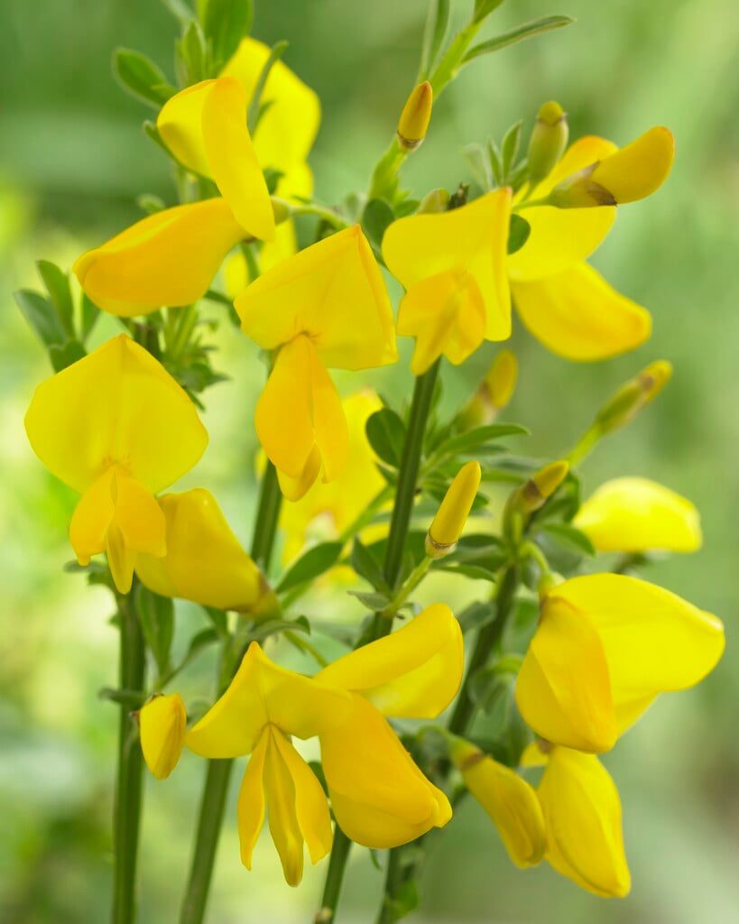 broom 'Vanesse'