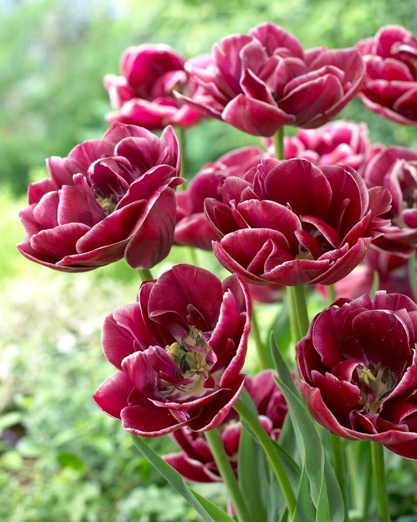 tulip 'Dream Touch'