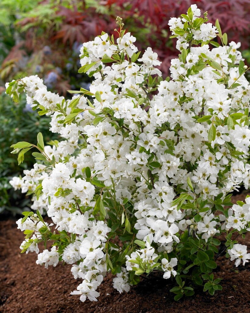 pearlbush 'Niagara'