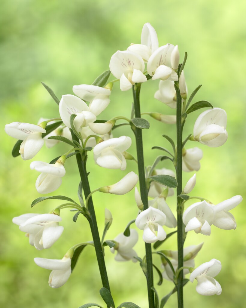 broom 'White Lion'