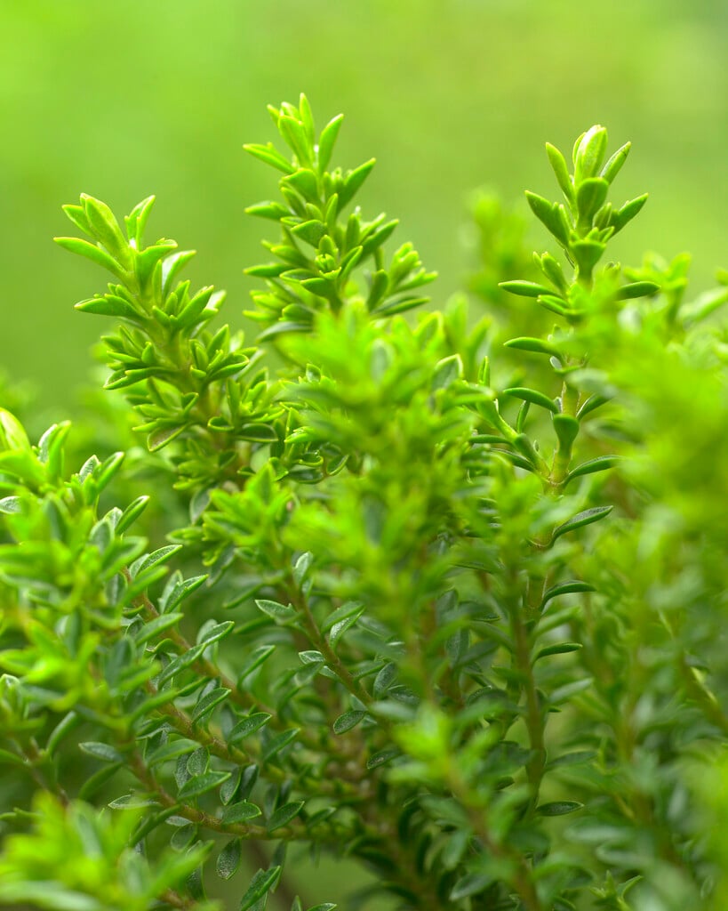 boxwood hebe