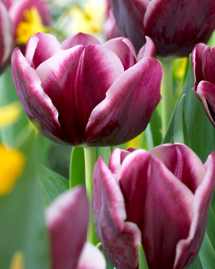 tulip 'Alexander Pushkin'
