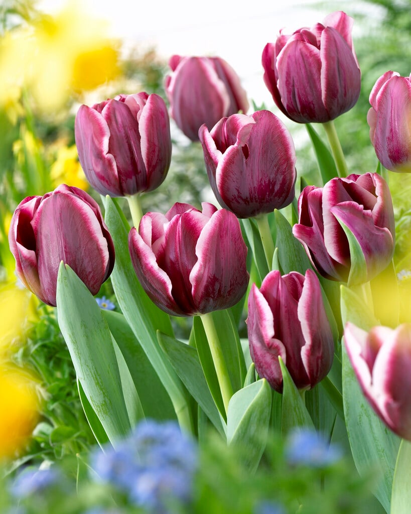 tulip 'Alexander Pushkin'