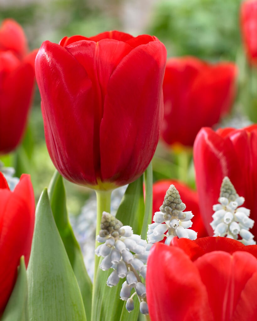 tulip 'Red Label'
