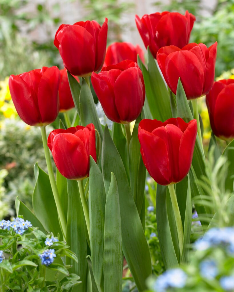 tulip 'Red Label'