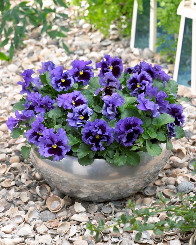 pansy 'Frizzle Sizzle Blue'