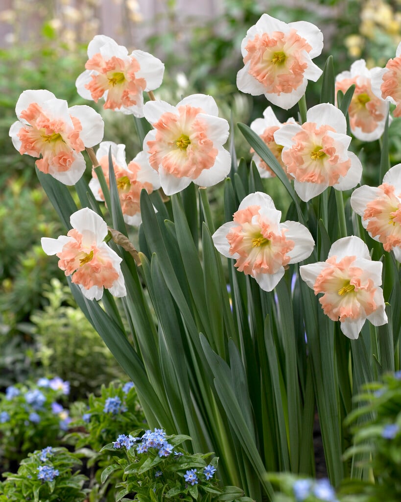 daffodil 'Mallee'