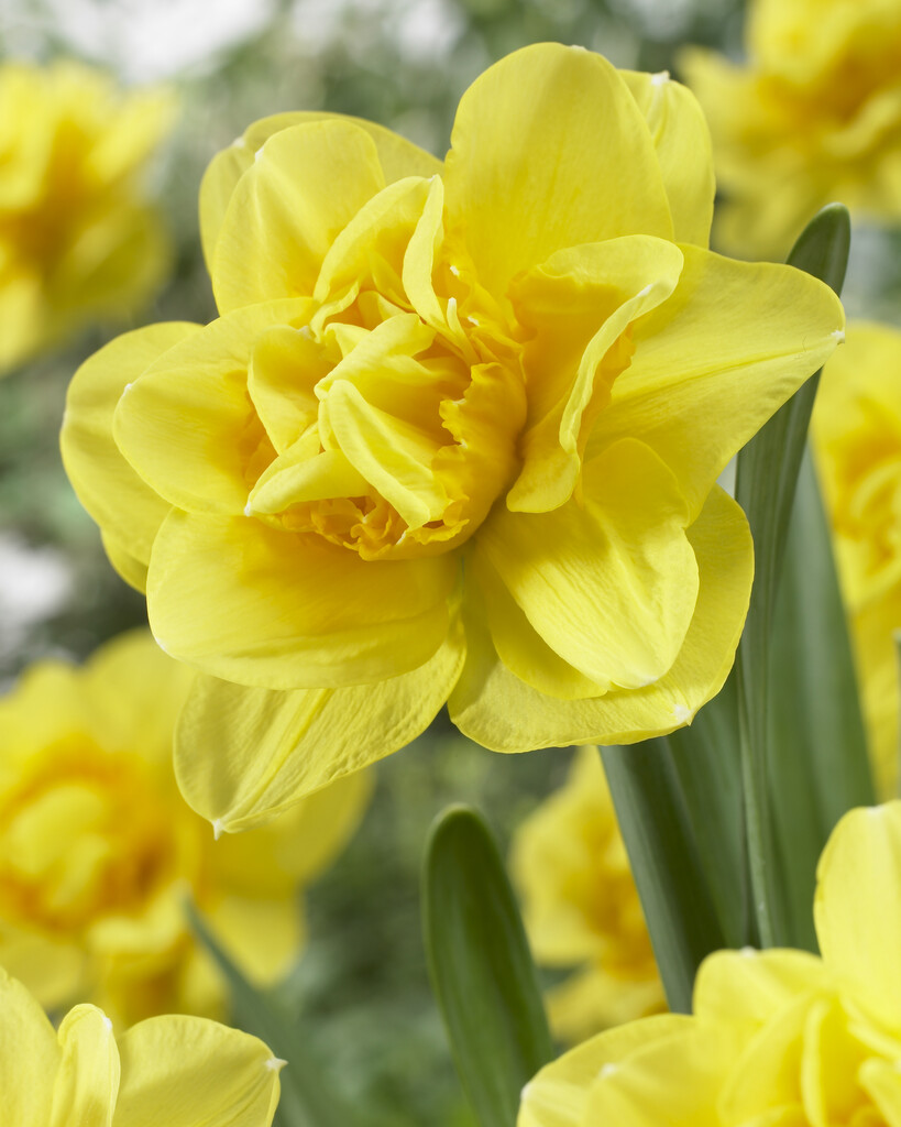 daffodil 'Jack the Lad'