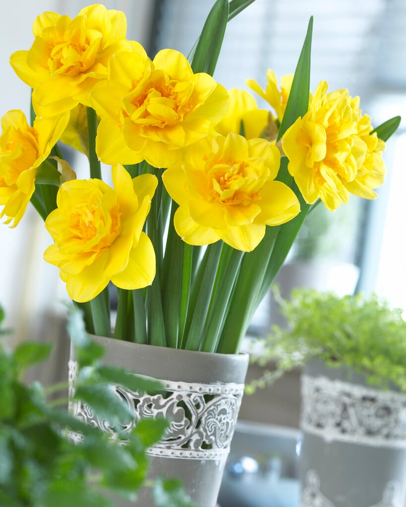 daffodil 'Jack the Lad'