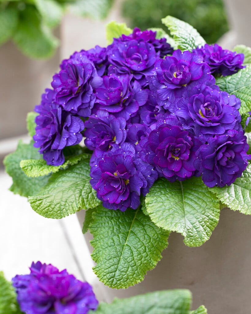 primrose [Belarina Cobalt Blue]