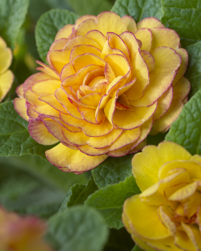 primrose [Belarina Nectarine]