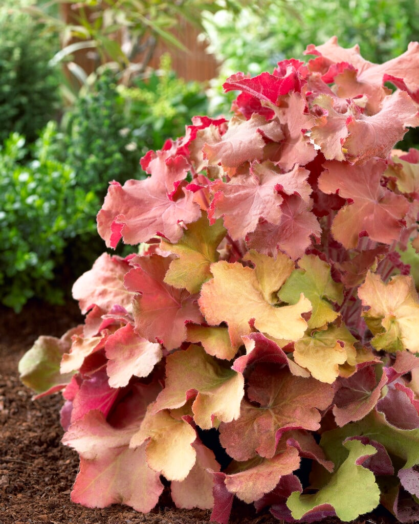 alum root 'Big Top Gold'