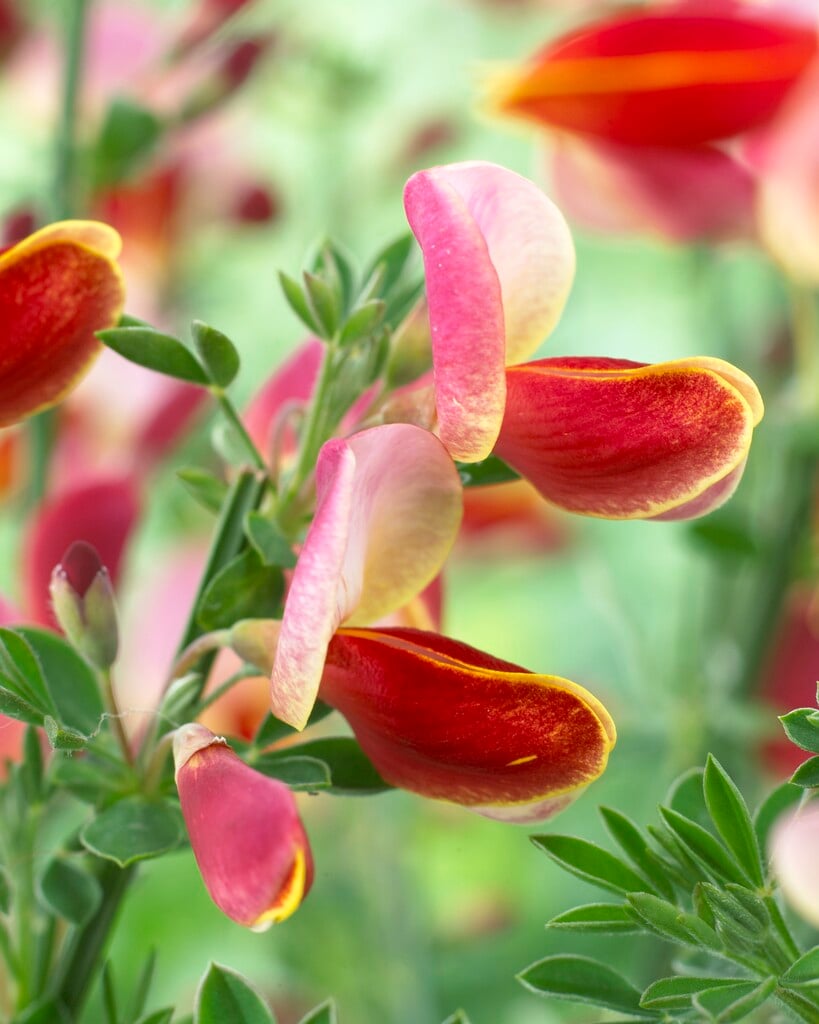 <i>Cytisus</i> 'Maria Burkwood'