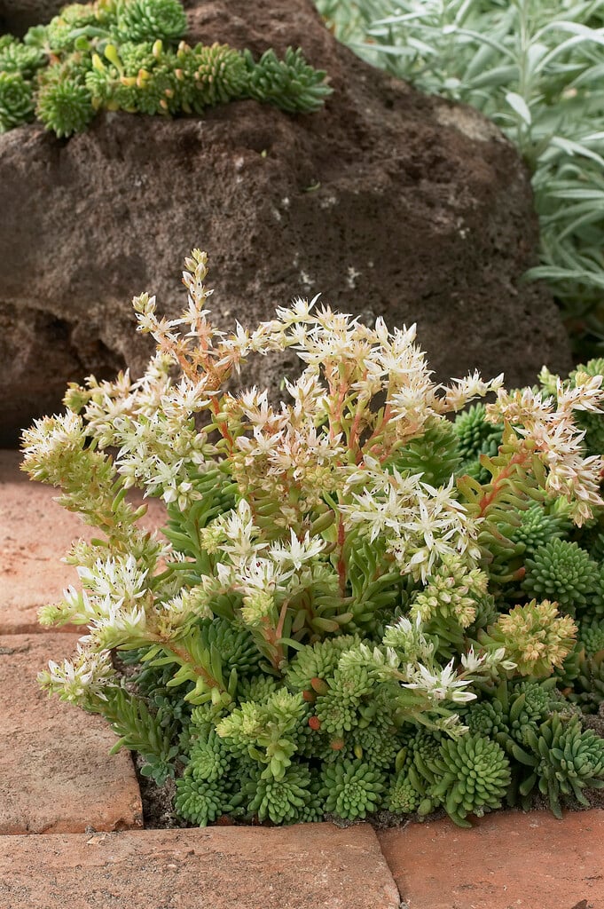 <em>Sedum</em> <em>glaucophyllum</em>