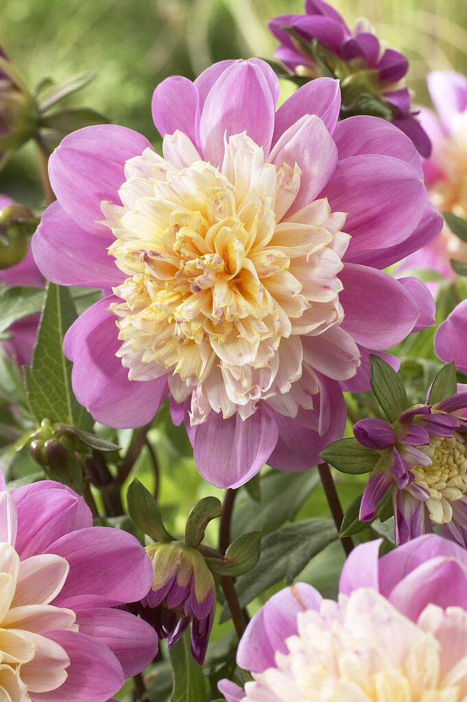 <i>Dahlia</i> 'Take Off' (Anem)