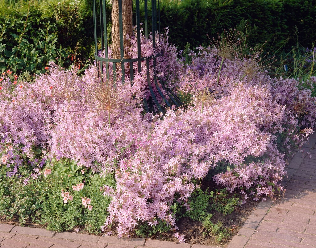 trailing bellflower 'Lisduggan Variety'