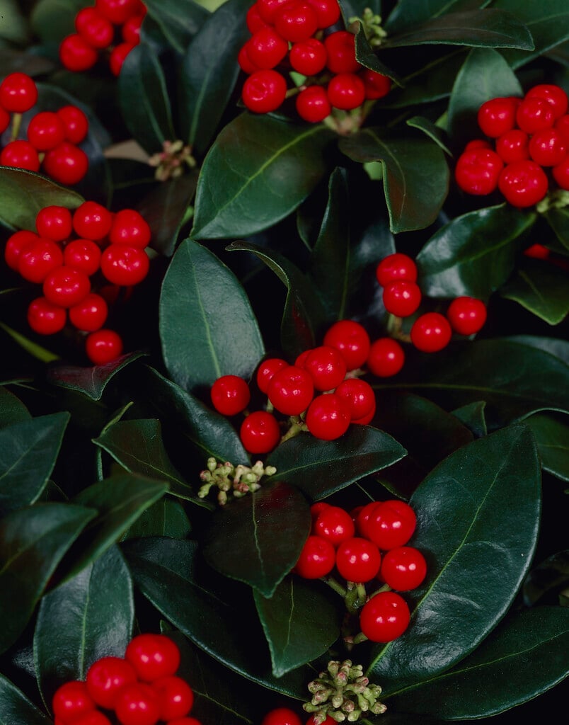 skimmia 'Olympic Fire'