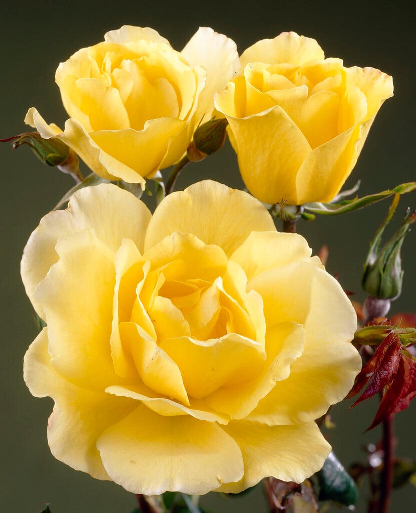 rose 'Golden Showers'