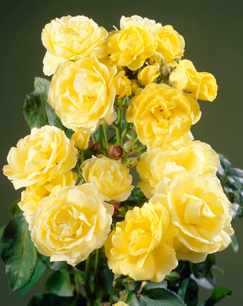 rose [Golden Border]