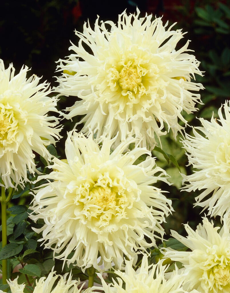 dahlia 'Tsuki-yori-no-shisha'