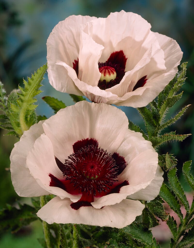 oriental poppy 'Queen Alexandra'