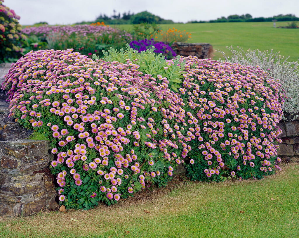 <em>Erigeron</em> 'Dignity'