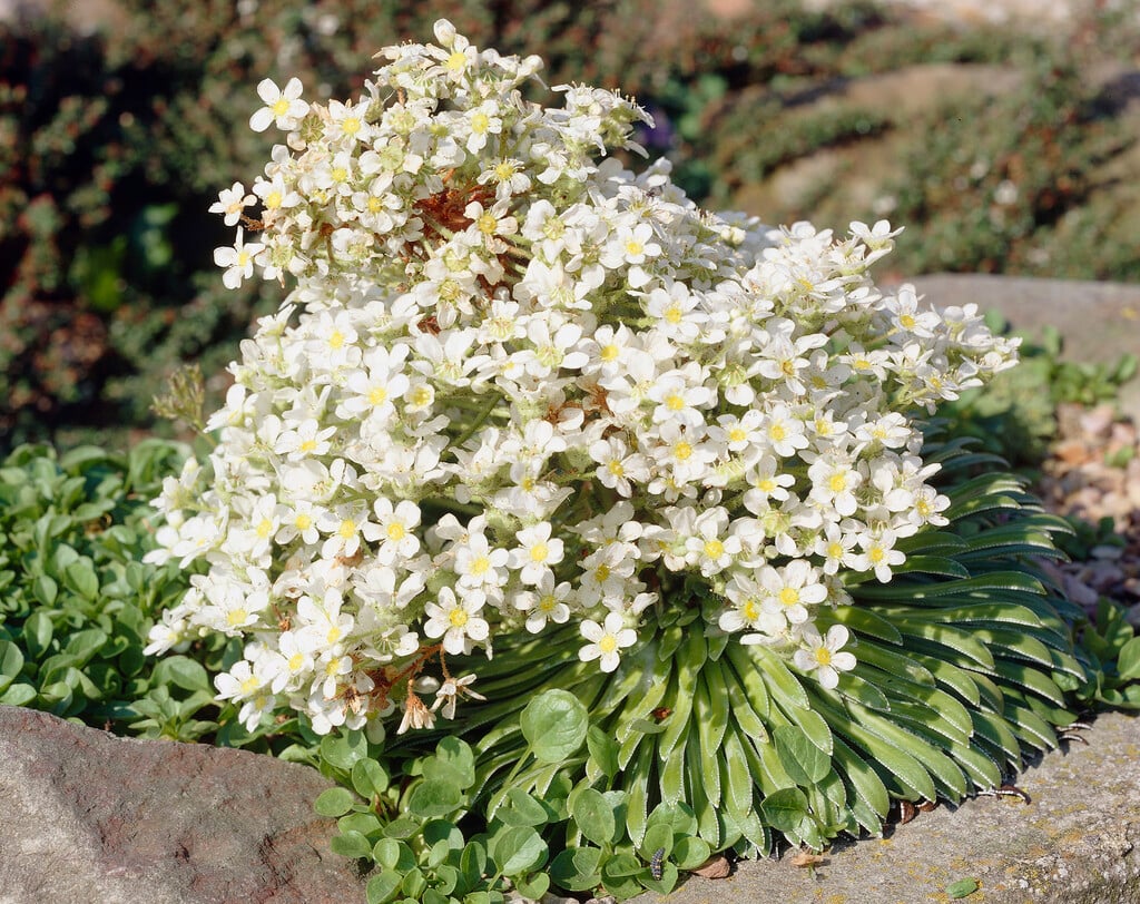 long-leaved saxifrage