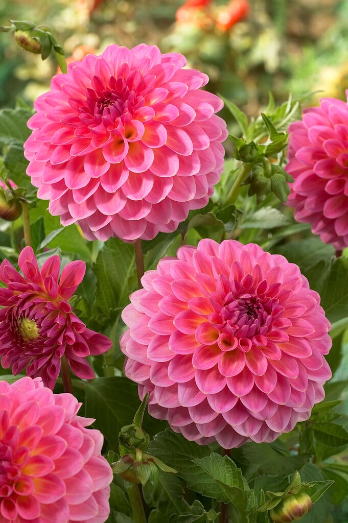 <i>Dahlia</i> 'Pink Suffusion' (D)
