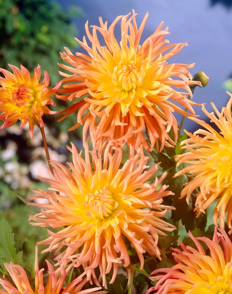<i>Dahlia</i> 'Star Elite' (C)