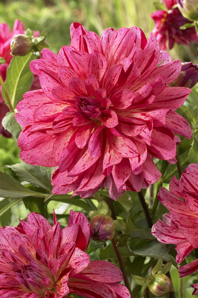 <i>Dahlia</i> 'Mingus Toni' (D)
