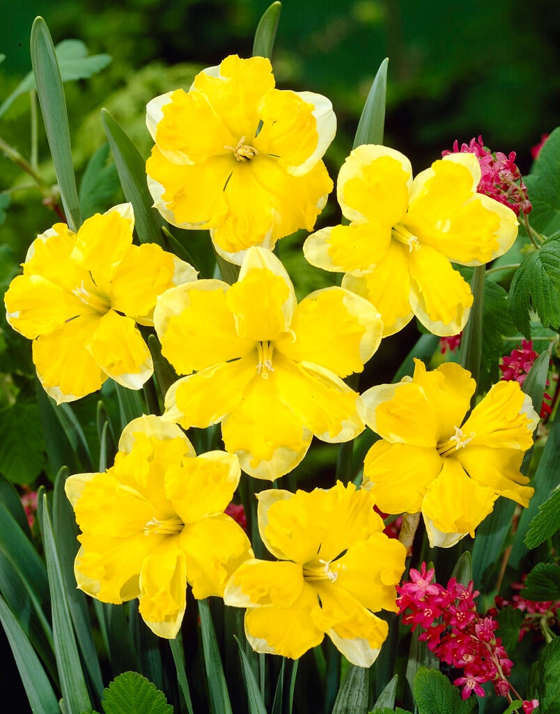 daffodil 'Chanterelle'