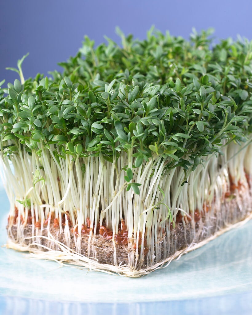 garden cress